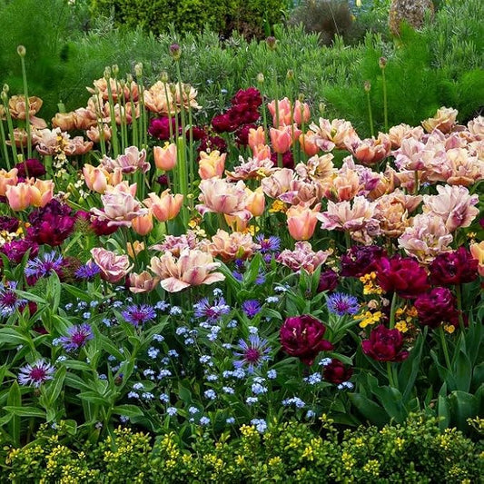 Eden Brothers Tulip Bulbs, La Belle Epoque Mystery Mix, 10 Bulbs | Perennial Flowers, Spring or Fall Planted, Full Sun, Indoor Forcing or Outdoor Planting, Easy-to-Grow | Zones 3, 4, 5, 6, 7, 8