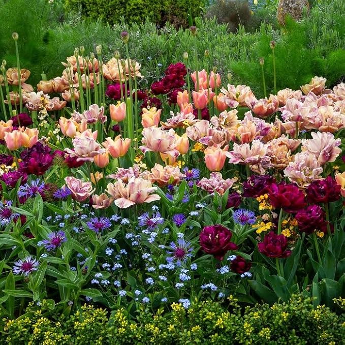 Eden Brothers Tulip Bulbs, La Belle Epoque Mystery Mix, 10 Bulbs | Perennial Flowers, Spring or Fall Planted, Full Sun, Indoor Forcing or Outdoor Planting, Easy-to-Grow | Zones 3, 4, 5, 6, 7, 8