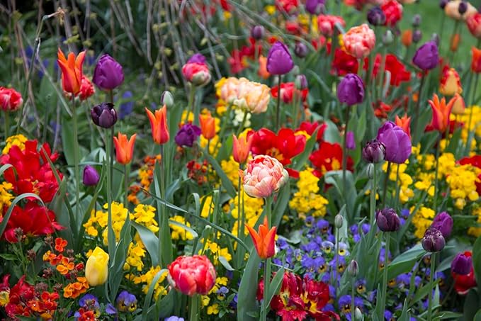 5 White Maureen Tulip Bulbs – Elegant Pure White Blooms – Large Flowering Perennial Tulips for Spring Gardens – Easy to Grow & Hardy