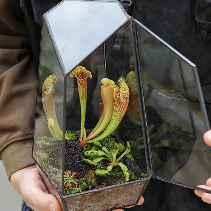 Carnivorous Plant Soil Mix 10qt, Pure Peat Moss and Perlite Mixture for Venus, Pitcher, Butterwort, Nepenthes, Sundew