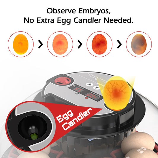 WYD2ANG Smart Chicken Incubators for Hatching Eggs with Automatic Turner Small Poultry Duck Quail 12 Egg Incubator Temperature Control Display Hatcher Machine (M12 Pro)