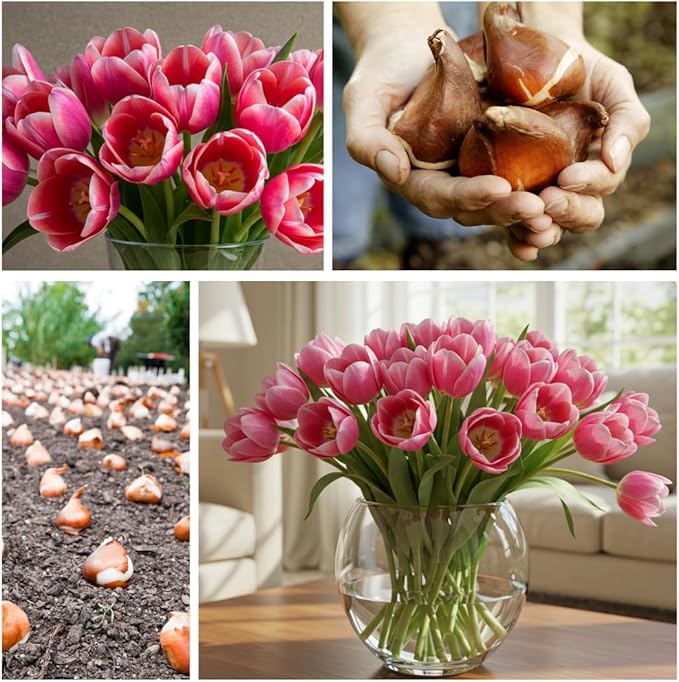 10 Pink Passion Tulip Bulbs for Planting - Easy to Grow Fall Planting Flowers for Bright Spring Blooms