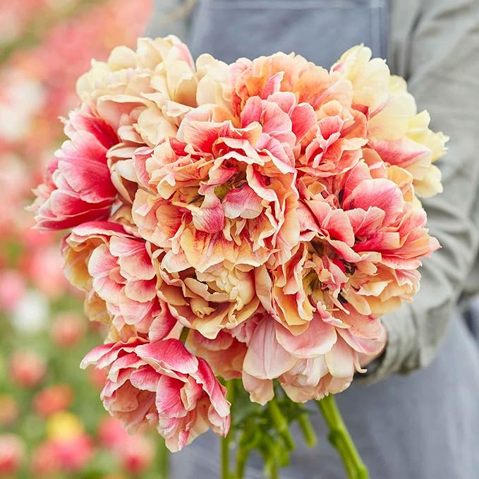 Eden Brothers Tulip Bulbs, Verona Sunrise, 10 Bulbs | Perennial Flowers, Spring or Fall Planted, Full Sun, Indoor Forcing or Outdoor Planting, Easy-to-Grow | Zones 3, 4, 5, 6, 7, 8