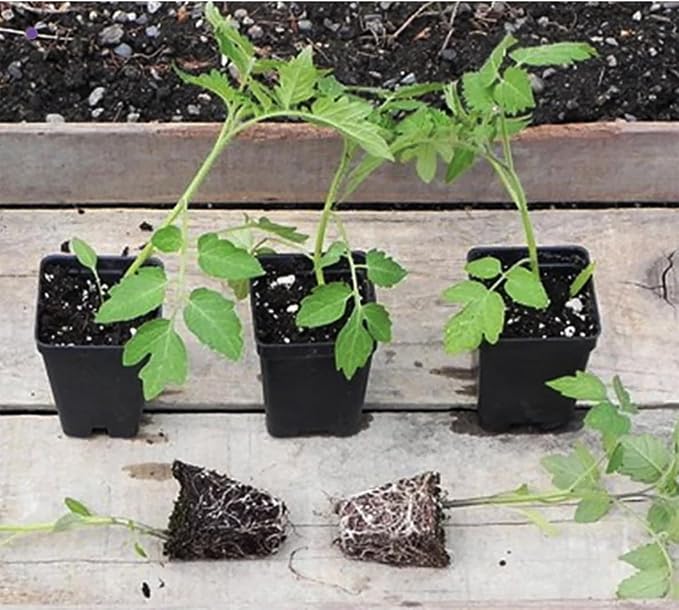 Giant Pink Belgium Tomato Seeds - Heirloom Large Tomato - One of The Largest and Most Delicious Tomatoes for Home Growing, Non GMO - Neonicotinoid-Free.