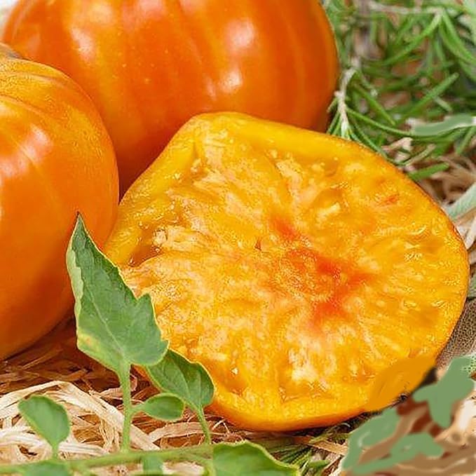 Marvel Striped Heirloom Tomato Seeds - Large Tomato - One of The Most Delicious Tomatoes for Home Growing,