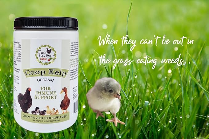 FRESH EGGS DAILY Organic Coop Kelp Feed Supplement Vitamins for Backyard Chickens and Ducks 20 oz