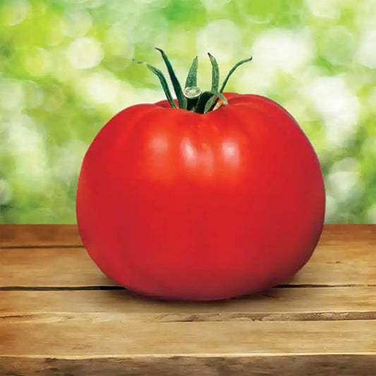 Park Seed Variety of Tomato Seeds, Planting Vegetables, Easy to Grow, Non-GMO, Perfect for Harvesting, Whopper CR Improved Hybrid, Pack of 30