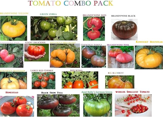 Bmore Spicy Giant Tomato Seed Combo Pack – Over 600 Heirloom & Rare Seeds – Black from Tula, Brandywine, Beefsteak, Cherry, Paste & More – Indeterminate & Diverse Garden Collection