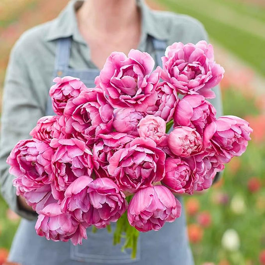Eden Brothers Tulip Bulbs, Blue Diamond, 10 Bulbs | Perennial Flowers, Spring or Fall Planted, Full Sun, Indoor Forcing or Outdoor Planting, Easy-to-Grow | Zones 3, 4, 5, 6, 7, 8