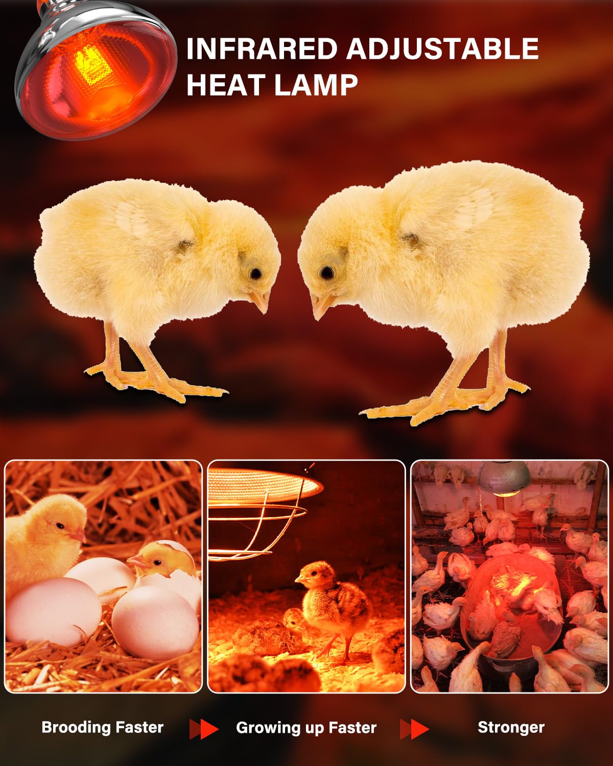 TobeBright Heat Lamp Bulbs for Chickens Coop Brooder with Plug in Cord,On/Off Switch,150 Watt E26 Reptile Heat Lamp Bulb Infrared Red Light for Chicks,Birds,Ducks,Dogs,Cats