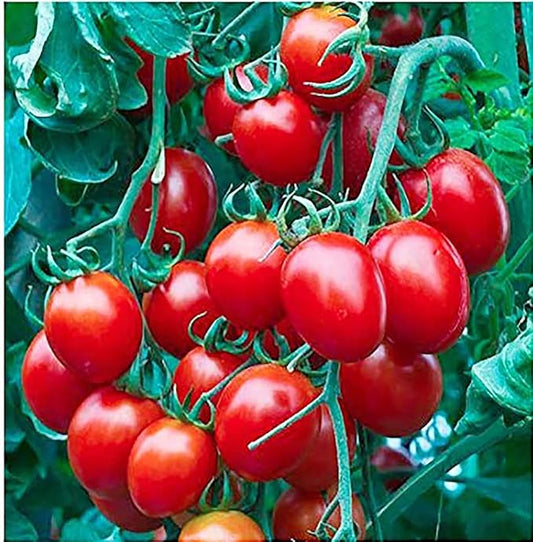 Red Cherry Tomato Seeds - 50 Seeds - Stunning Colors and Delicious Tomatoes for Home Growing, Non GMO - Neonicotinoid-Free.