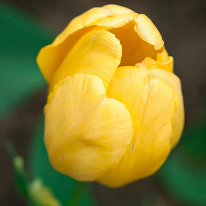 Eden Brothers Tulip Bulbs, Golden Parade, 10 Bulbs | Perennial Flowers, Spring or Fall Planted, Full Sun, Indoor Forcing or Outdoor Planting, Easy-to-Grow | Zones 3, 4, 5, 6, 7, 8