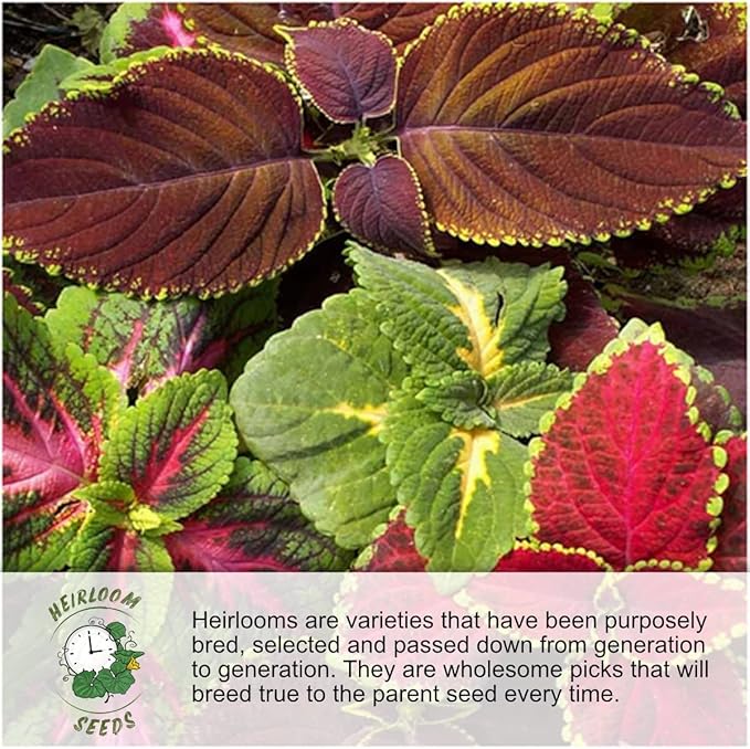 Seed Needs Partial Shade Wildflower Seed Mix for Planting | 2 Ounce 14+ Varieties Open Pollinated Annual & Perennial Species | Flower Seeds Shade Tolerant | Bulk