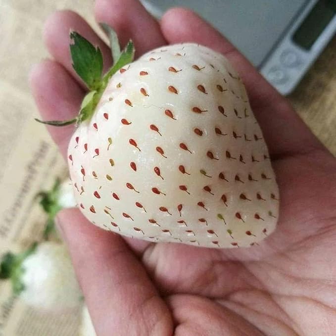 200pcs Rare Milk Strawberry Seeds - Non-GMO, Perennial Herb, Ideal for Cool to Warm Climates (White Strawberry)