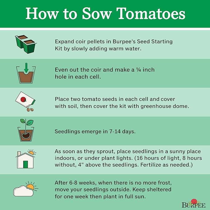 Burpee Big Boy Tomato Seeds 125 seeds