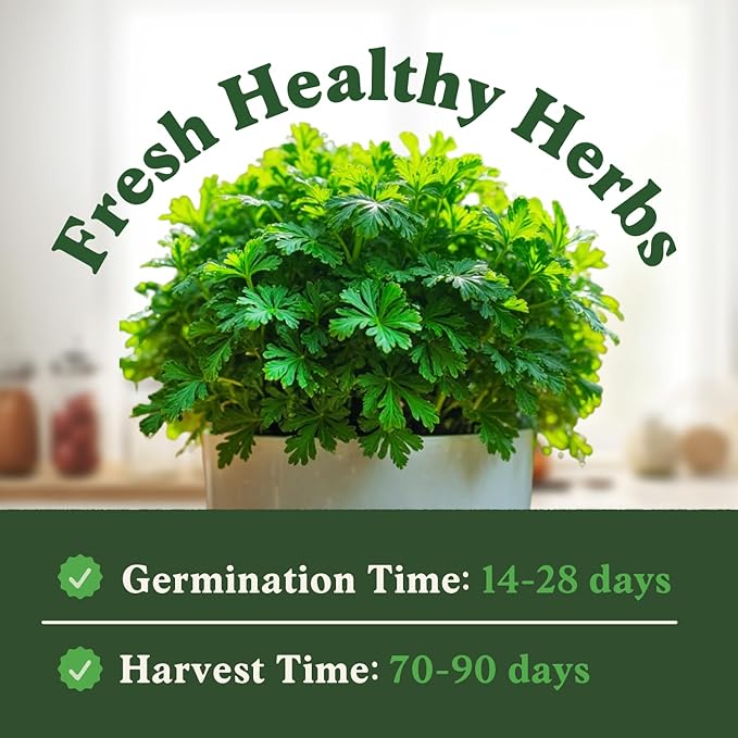 Seedboy Organic Parsley Seeds for Planting Indoor and Outdoor, Non-GMO and USDA Certified Herb Seed Packet for Hydroponic Garden Indoor or Planting Outdoors (Italian Parsley)