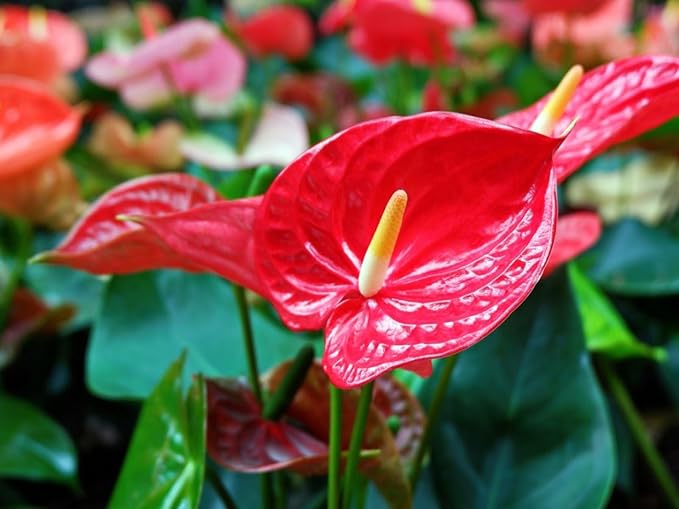 Gardenera Premium Balsam Camellia Potting Soil Mix - Perfect Balance of Nutrients, Drainage, and Aeration for Thriving Blooms - 10 Quart
