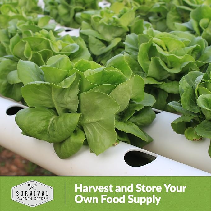 All The Year Round Lettuce Seed for Planting - 2 Packets with Instructions to Plant & Grow Adaptable Salad Greens in Your Home Vegetable Garden - Non-GMO Heirloom Variety - Survival Garden Seeds