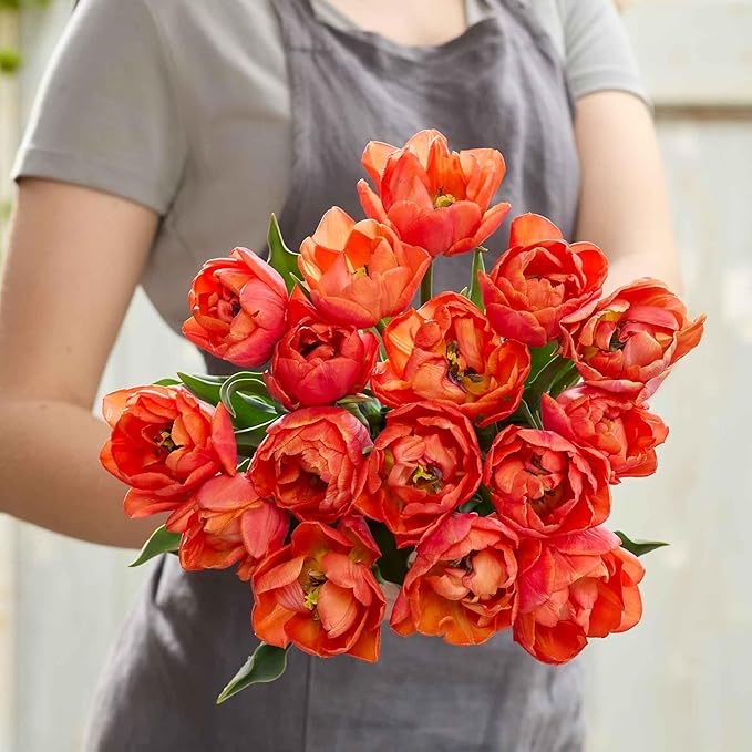 Eden Brothers Tulip Bulbs, Lorenzo, 10 Bulbs | Perennial Flowers, Spring or Fall Planted, Full Sun, Indoor Forcing or Outdoor Planting, Easy-to-Grow | Zones 3, 4, 5, 6, 7, 8