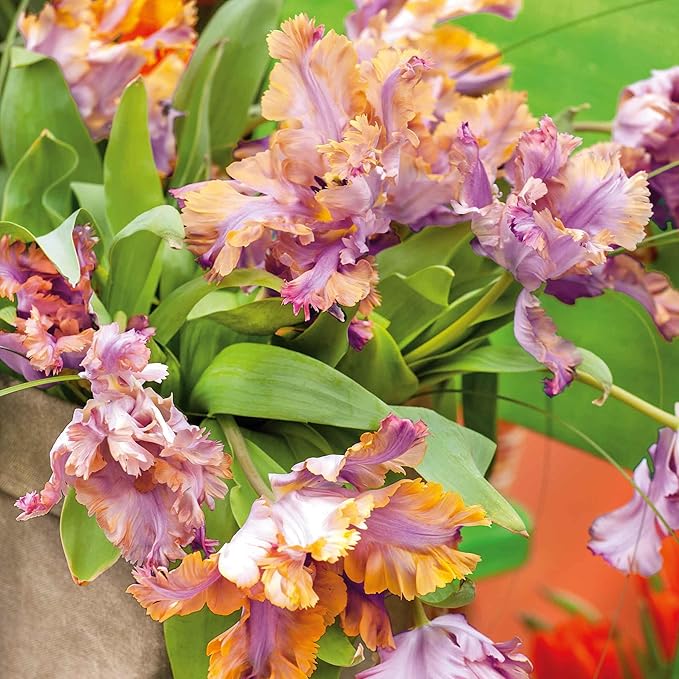 Eden Brothers Tulip Bulbs, Vovos, 10 Bulbs | Perennial Flowers, Spring or Fall Planted, Full Sun, Indoor Forcing or Outdoor Planting, Easy-to-Grow | Zones 3, 4, 5, 6, 7, 8