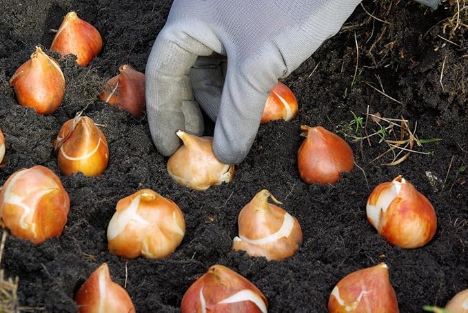 5 Charming Beauty Tulip Bulbs – Double Late Apricot and Yellow Blooms – Soft, Elegant Color Combination – Large Flowering Perennial Tulips for Spring Gardens