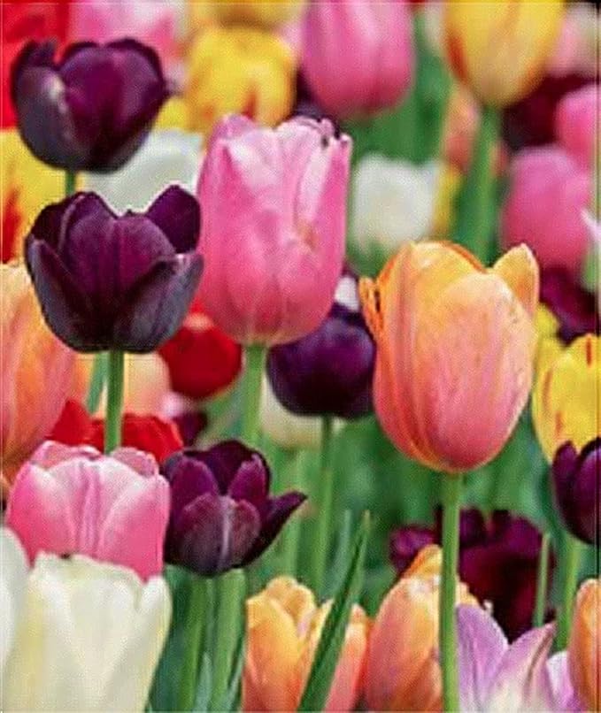 5 Charming Beauty Tulip Bulbs – Double Late Apricot and Yellow Blooms – Soft, Elegant Color Combination – Large Flowering Perennial Tulips for Spring Gardens
