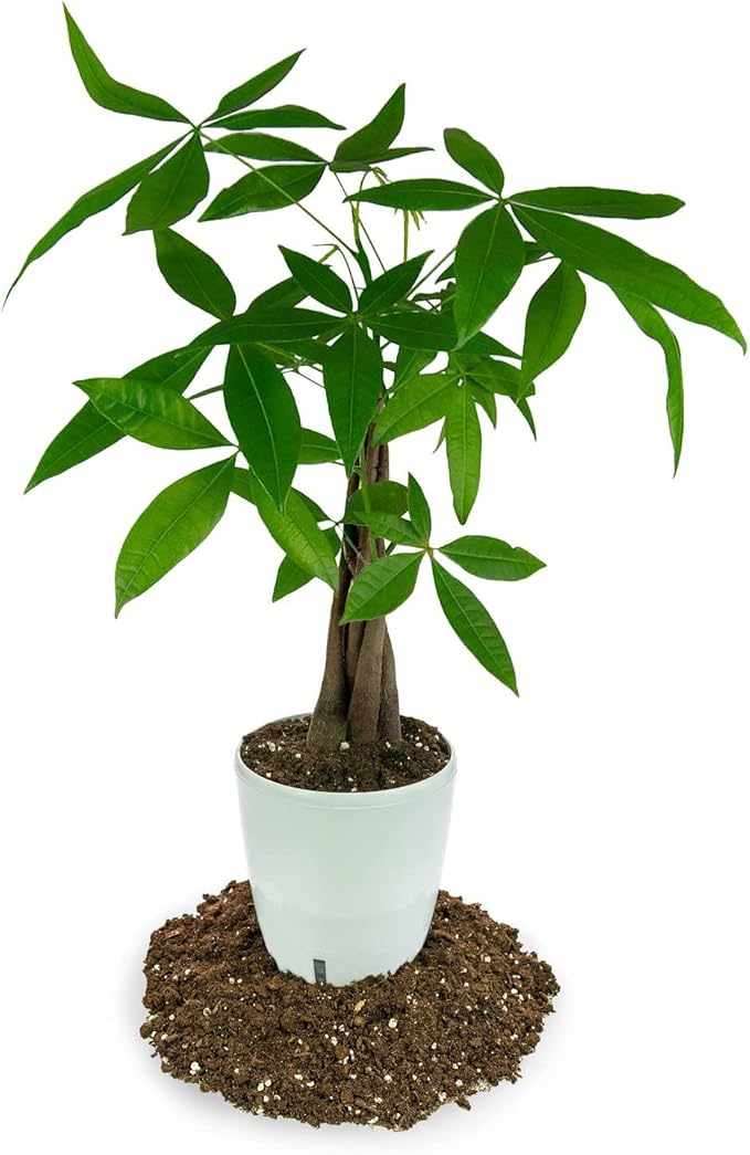 GARDENERA Money Tree Potting Soil - 10 Quart - Soil Mix for Planting or Repotting Guiana Chestnut, Blended Mix to Properly Grow Money Tree Plants (2 Bags of 5 Quart)