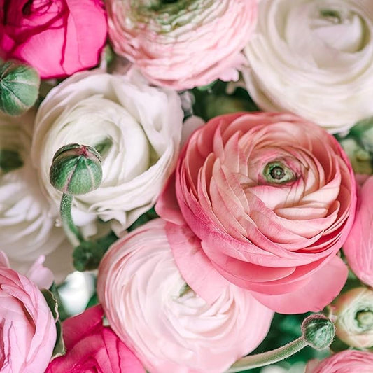 Ranunculus Flower Bulbs for Growing - Perennial Flowers with Extended Bloom Times - Ranunculus Corms for Planting (10 PastelMix Corms)