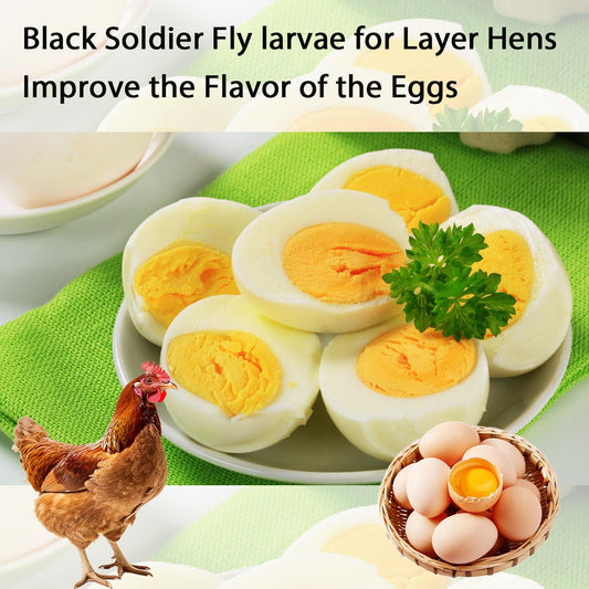 hatortpet Dried Black Soldier Fly Larvae 10LB-Pure Natural Non-GMO BSF Larvae for Chickens-More Calcium Than Mealworms High-Protein Chickens Treats for Layer Hens Wild Birds Ducks