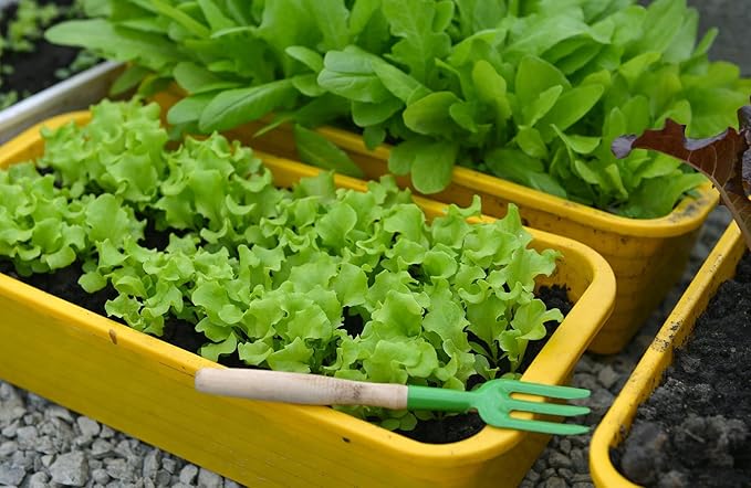Gardenera Premium Potting Soil Blend for Lettuce Iceberg - The Ultimate Mix for Healthy, Vibrant, and Crisp Lettuce - 10 Quart