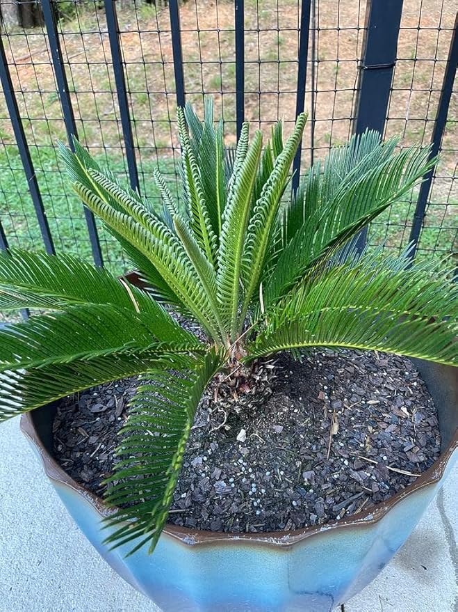 Gardenera Premium SOGO Palm Plant Potting Mix - Crafted for Thriving Growth and Exquisite Beauty - 1 Quart