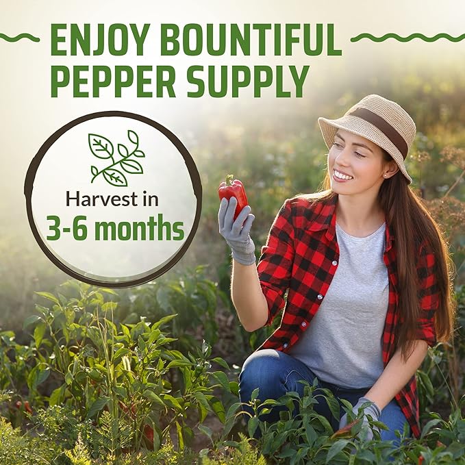 Rooted Acre 8 Varieties Hot Peppers – 240 Heirloom Seeds, 𝗡𝗢𝗡-𝗚𝗠𝗢 𝗨𝗦𝗔-𝗦𝗢𝗨𝗥𝗖𝗘𝗗, High Germination – Includes Ghost, Jalapeño, Serrano, California Wonder & More – Spicy Pepper Garden Mix