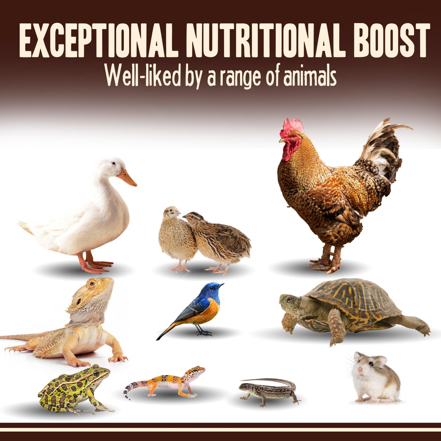 Pet Faves Dried Mealworms for Chickens, Birds, Hamster, Reptile and Turtle - Premium Non-GMO Treats with 55% Protein for Laying Hens - Organic Food for Wild Bird, Bluebirds, Robins, Cardinals. 2 Lb