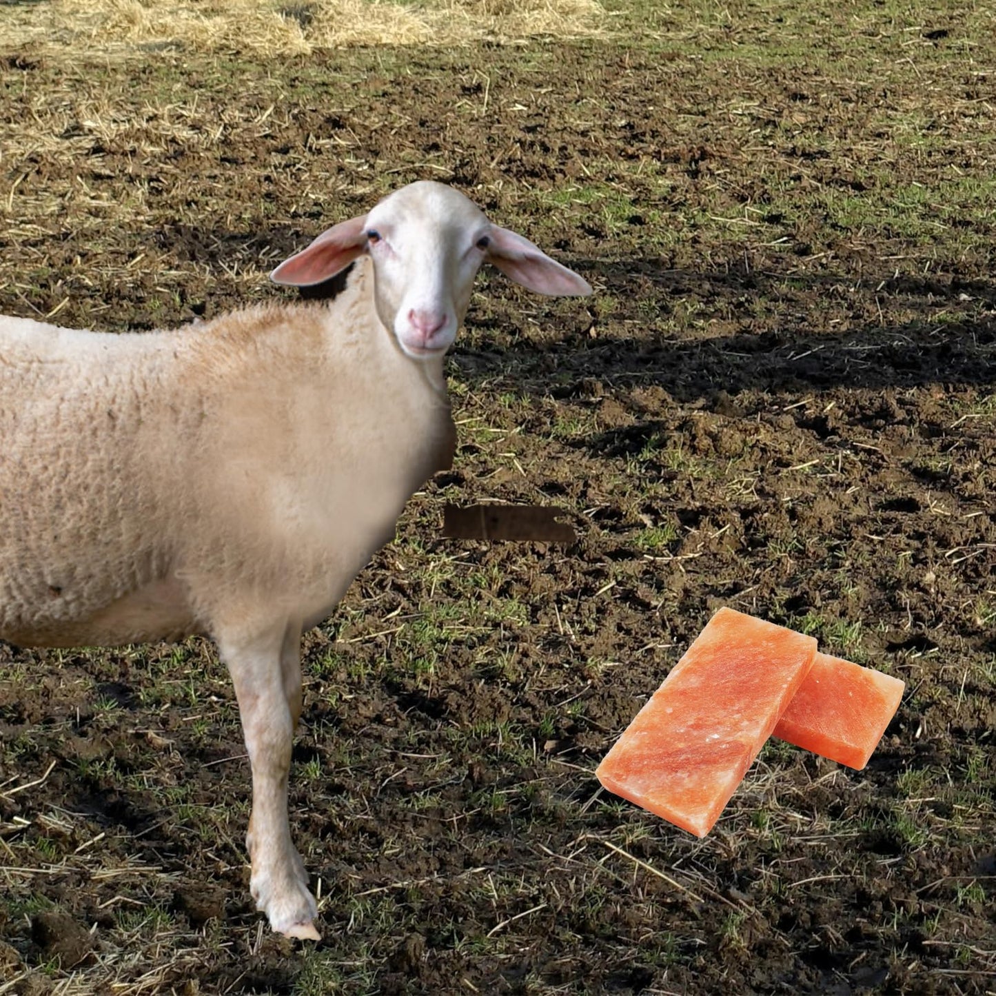 MUYG Himalayan Rectangle Horse Salt Lick Brick for Cattle, Goats, Cows and Other Livestock, 100% Natural Animal Salt Blocks for Deer Provide Minerals(1 Pcs | 8 x 4 x1 Inches)