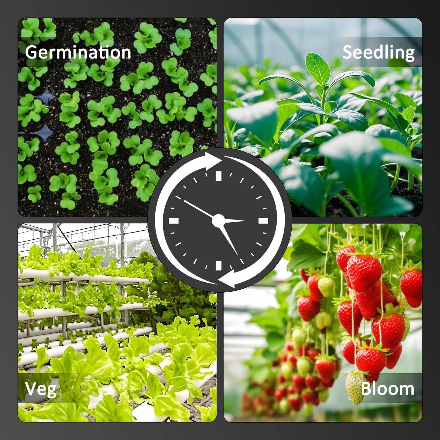 BLOOMINGREEN LED Plant Grow Lights Indoor 300W with Samsung LM301B Diodes LEDs,Commercial Full Spectrum Daisy Chain Dimmable Grow Lamp in Seedlings Vegetables Flowers 3x3/4x4ft Grow Tent Room