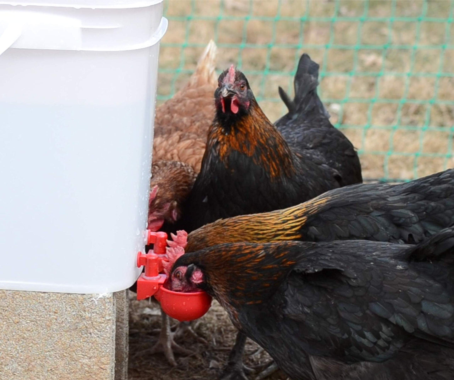 RentACoop 5 Gallon/ 4 Automatic-Fill Water Cup Chicken Waterer - Center Placement