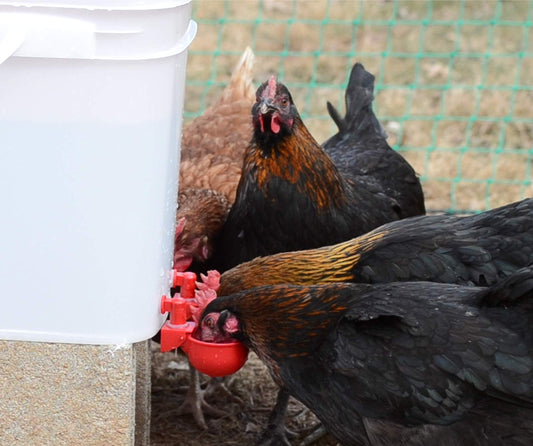 RentACoop 5 Gallon/ 4 Automatic-Fill Water Cup Chicken Waterer - Center Placement