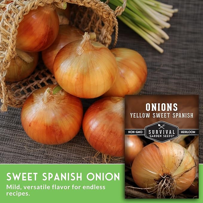 Yellow Sweet Spanish Onion Seed for Planting - 3 Packets with Instructions to Plant and Grow Long Day Onions in Your Home Vegetable Garden - Non-GMO Heirloom Variety - Survival Garden Seeds