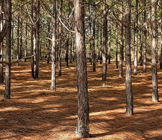 13"x13"x13" Box of Southern Pine Straw - Premium Pine Needle Mulch