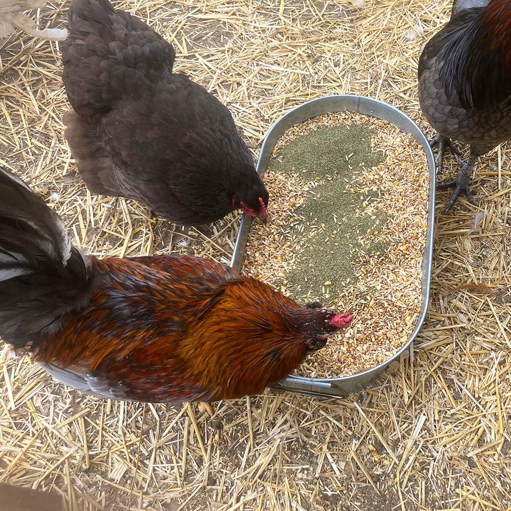 Kelp for Chickens & Duck Feed (1 Pound): Chicken Vitamins | Chicken Supplements | Vitamins for Chickens | Pampered Chicken Mama