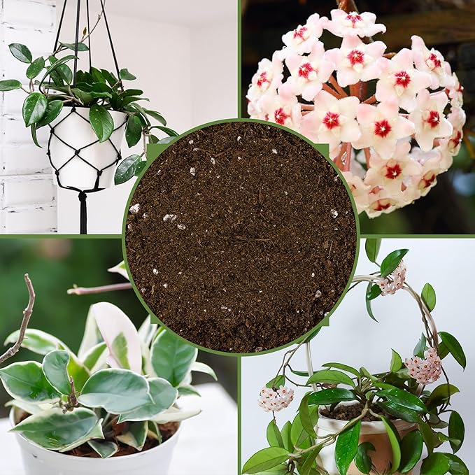 Hoya Plant Potting Soil Mix (8 Quarts), Custom Blend for Growing Hoya Tropical Houseplants