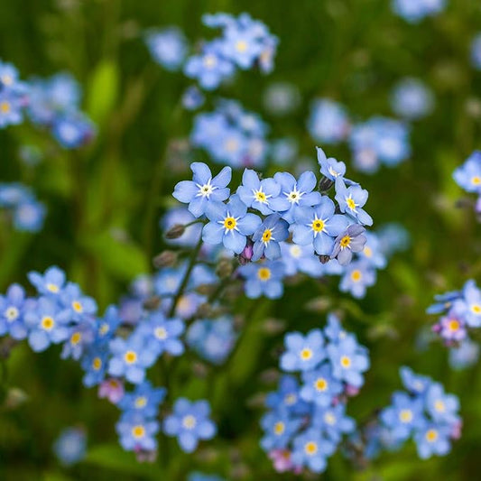 Outsidepride Blue Forget Me Not Seeds - 5000 Pcs Low Growing, Self-Sowing Perennial Flower Seeds for Planting Dense Blue Blooms & Upright Growth Habit for Meadows, Pollinator & Cottage Gardens