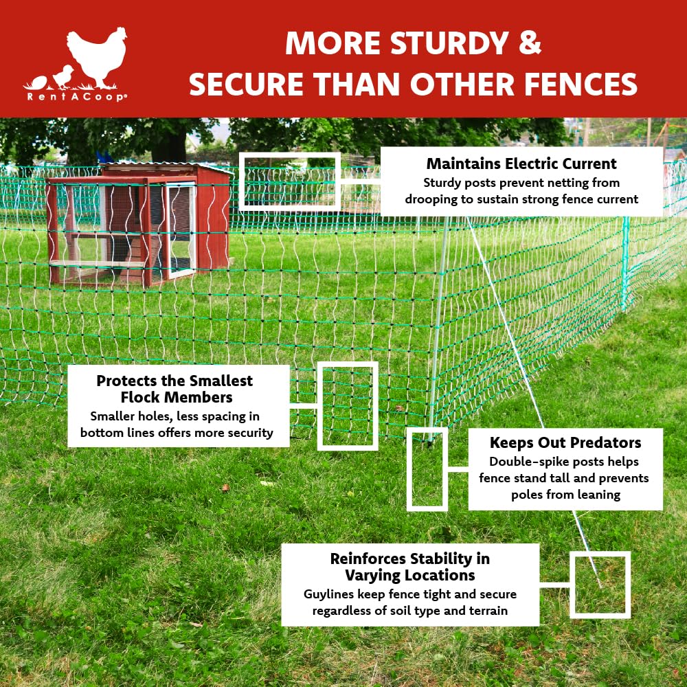 RentACoop Poultry Netting Electric Fence - Electric Poultry Enclosure for Chickens, Ducks, Turkeys - Suitable for 4 Week Old Chickens/Older and Adult Poultry - Energizer Not Included - 168' L x 48" H