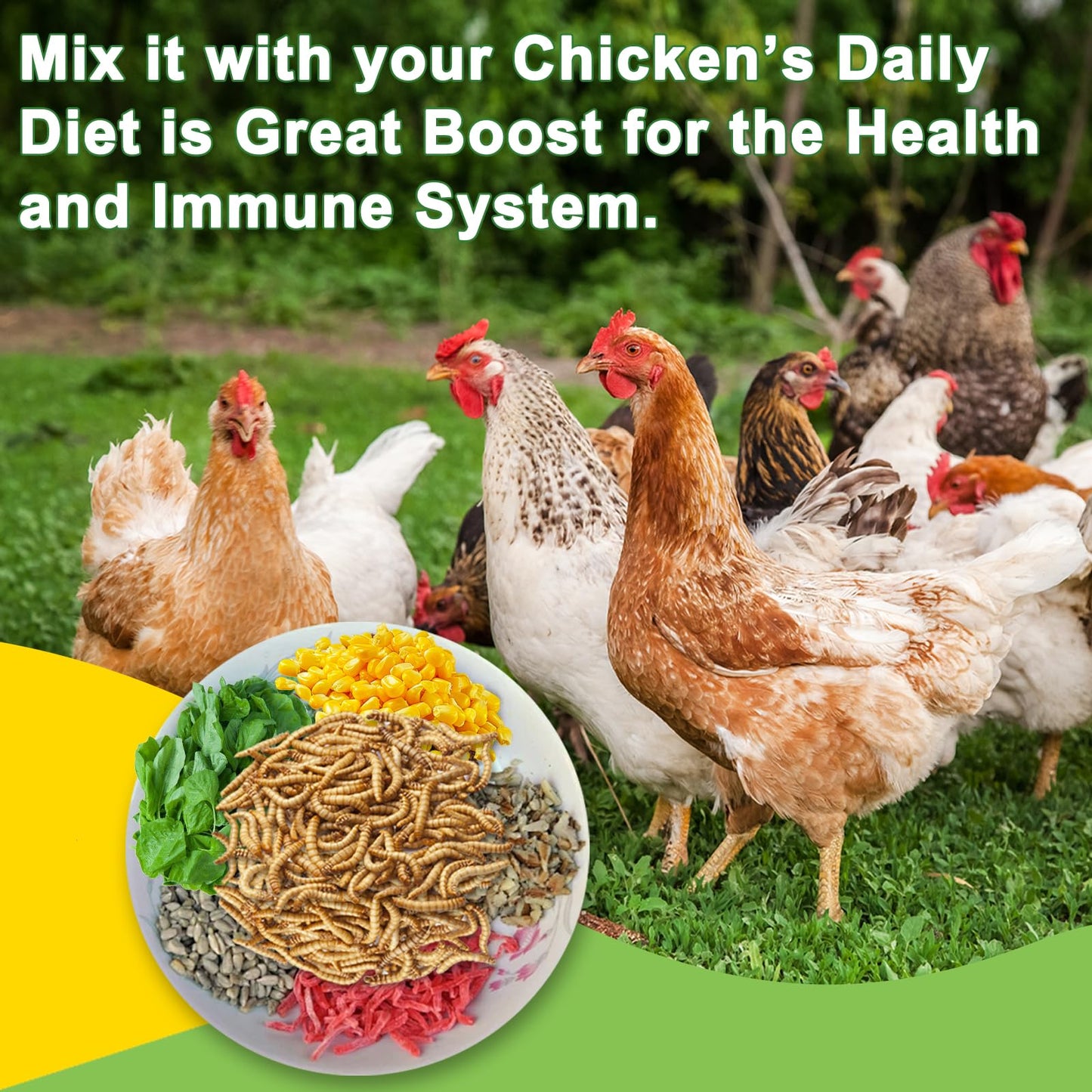 MTART 1Kg Dried Black Soldier Fly Larvae Treat for Chicken, 100% Natural Non-GMO More Calcium Than Dried Mealworms High Protein Chicken Feed for Birds, Ducks, Layer Hens