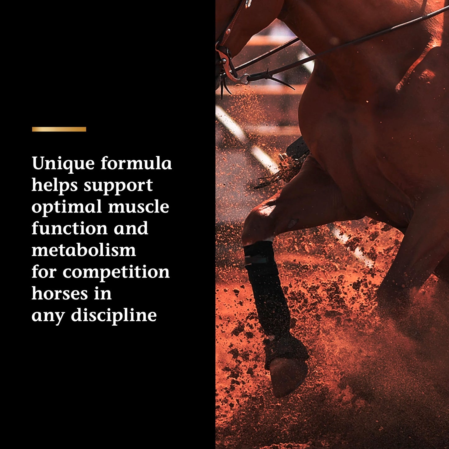 Vita Flex Pro Lactanase Pre Performance, show safe* muscle and metabolism support