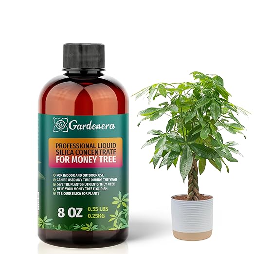 𝐏𝐑𝐄𝐌𝐈𝐔𝐌 Liquid Silica Plant Supplement - 8oz (250mL) - Money Tree Plants Liquid Silica Boost Fertilizer - Stronger Stems & Healthy Leaves for Indoor & Outdoor Money Trees (Makes 45 Gallons)