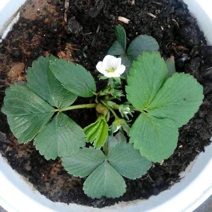 200pcs Rare Milk Strawberry Seeds - Non-GMO, Perennial Herb, Ideal for Cool to Warm Climates (White Strawberry)