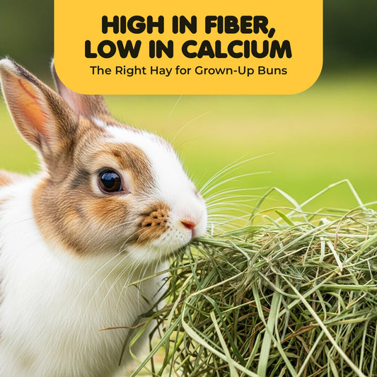 SunGrow Timothy Food, Ideal for Rabbits, Guinea Pigs, and Chinchillas, High-Fiber Hay for Digestion & Oral Care, Tasty Complement to Pets' Daily Meals, Vacuum-Sealed, Greenish Brown Grass, 3.5 oz