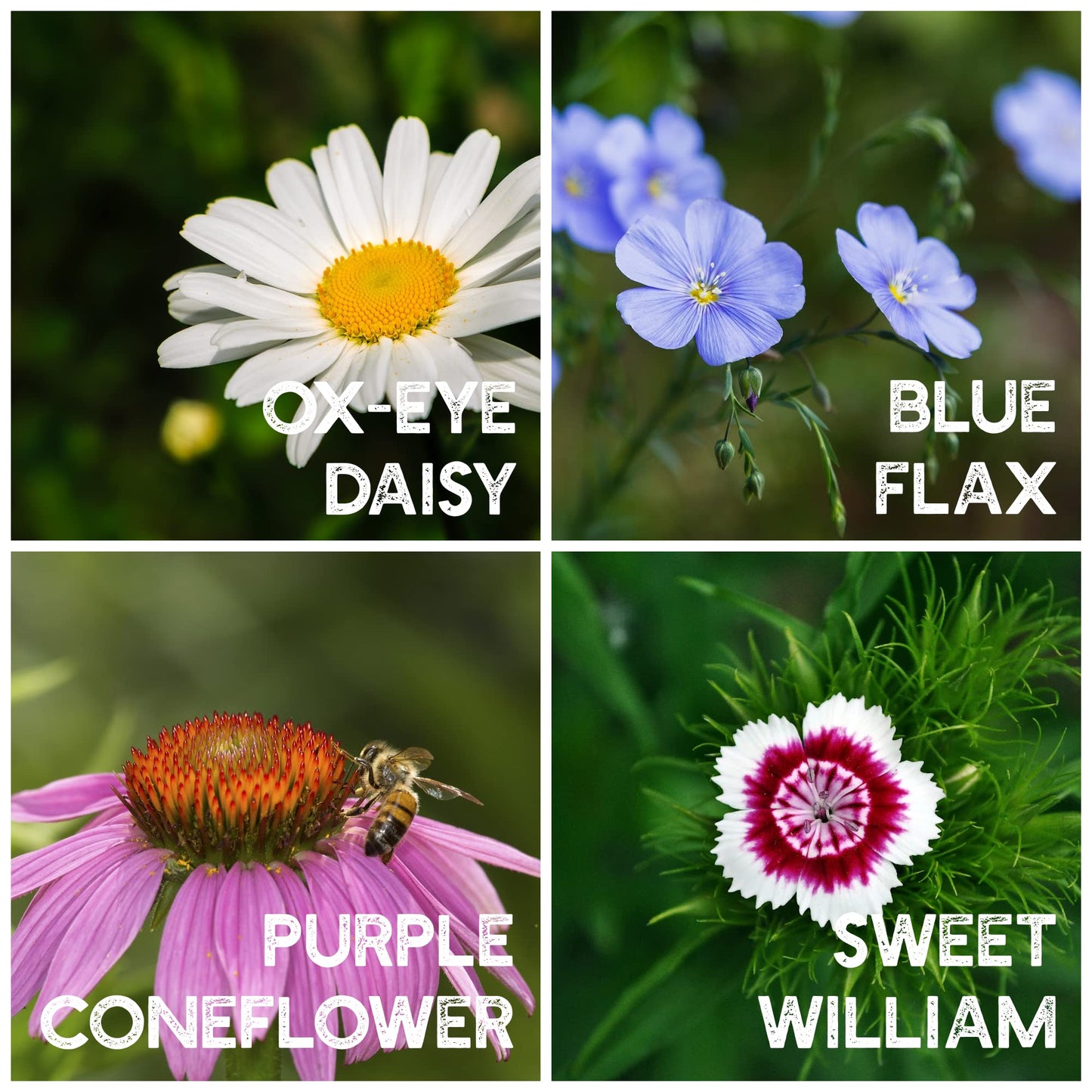 Wildflower Seeds Bulk - Meadow Wildflower Seed Mix, 5 Lbs Bulk, Annual & Perennial Wildflowers Seeds for Planting, Wild Flower & Grass Garden Mixture, Mountain Valley Seed Company