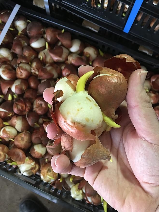 20 Angelique Tulip Bulbs- Double Late, New!!